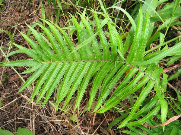 Fern, Palau