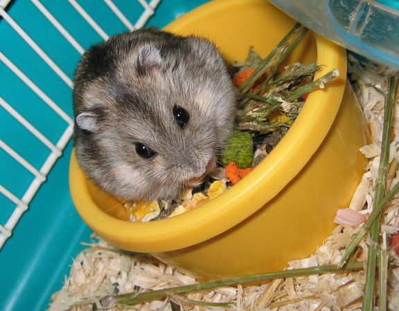 Gerbil