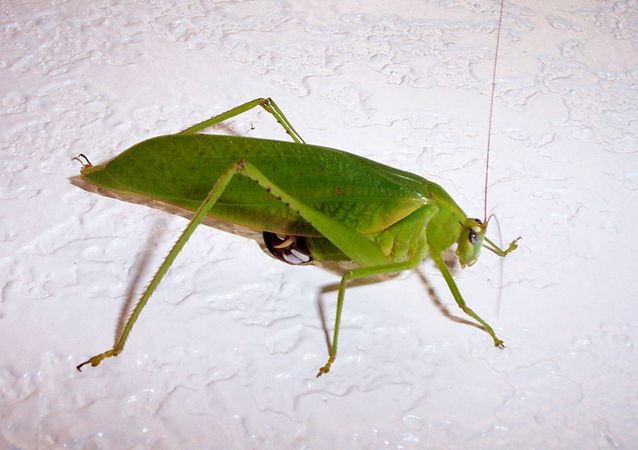 Grasshopper