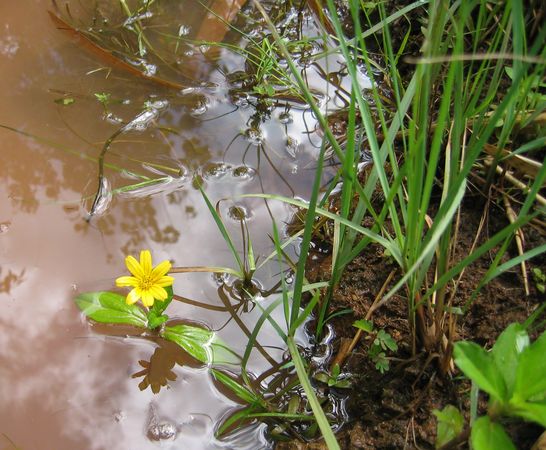 Wild Flowers of Palau 8